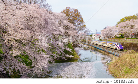 霞城公園を行く山形新幹線 101835239