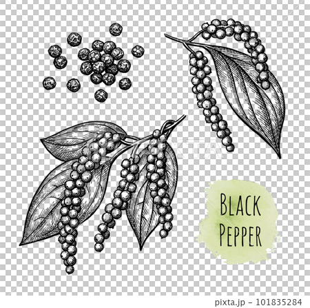 Black pepper and peppercorns. 101835284