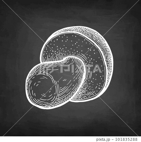 Penny bun mushroom chalk sketch. Penny bun mushroom chalk sketch. 101835288