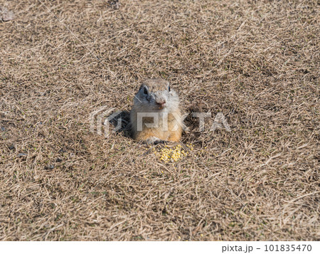 Gopher is leaned out of its hole on a lawn and looking at the camera. Close-up portrait of a rodent. Gopher is leaned out of its hole on a lawn and looking at the camera. Close-up portrait of a rodent. 101835470