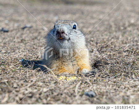 Gopher is leaned out of its hole on a lawn and looking at the camera. Close-up portrait of a rodent. Gopher is leaned out of its hole on a lawn and looking at the camera. Close-up portrait of a rodent. 101835471