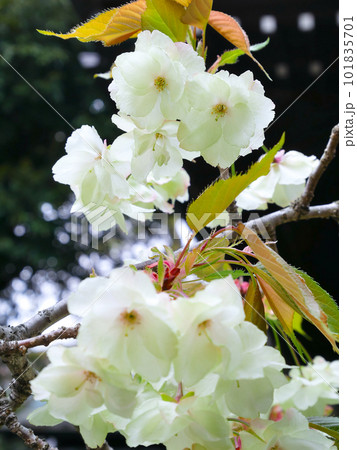 満開に咲き誇る御衣黄桜 満開に咲き誇る御衣黄桜 101835701