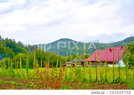 Cozy rural house with a market garden in a green mountain valley Cozy rural house with a market garden in a green mountain valley 101835738