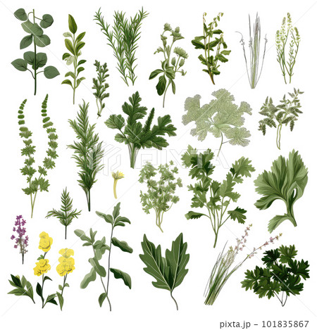 Big icon set of popular culinary herbs. realistic style. Big icon set of popular culinary herbs. realistic style. 101835867