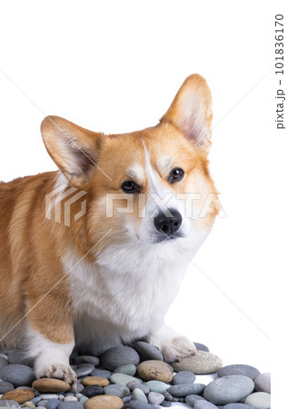 welsh corgi pembroke isolated welsh corgi pembroke isolated 101836170