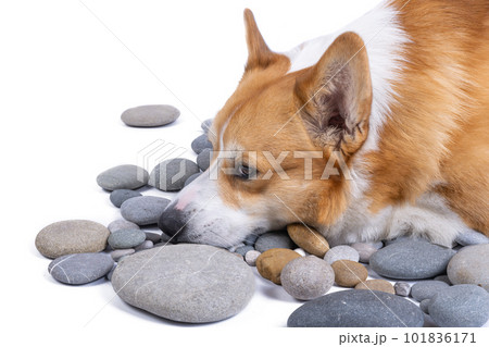 welsh corgi pembroke isolated welsh corgi pembroke isolated 101836171