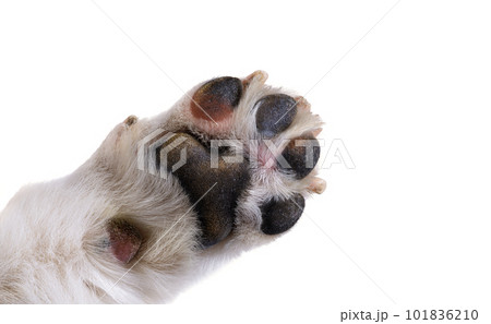 dog paw isolated dog paw isolated 101836210