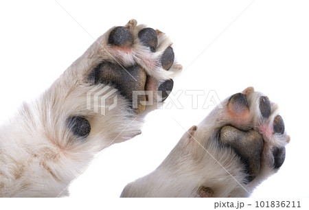 dog paw isolated dog paw isolated 101836211