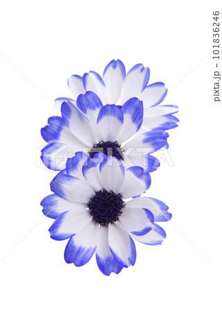 cineraria isolated cineraria isolated 101836246