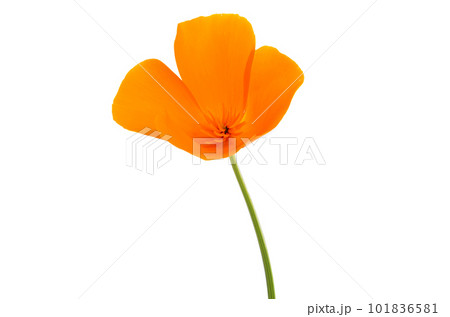 orange poppy isolated 101836581