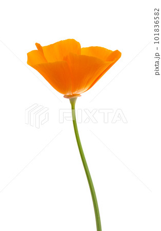 orange poppy isolated 101836582