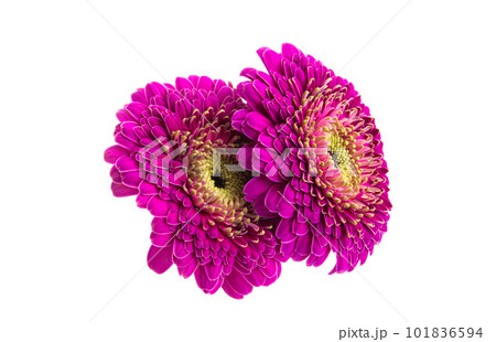 gerbera flower isolated 101836594