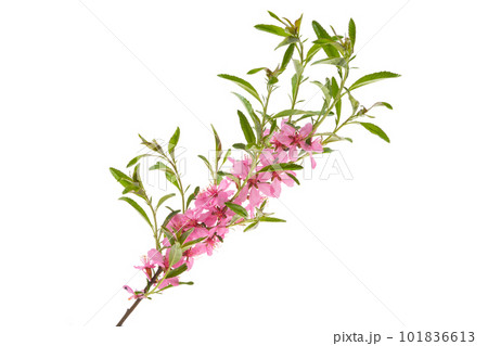 blossoming branch of almond isolated 101836613