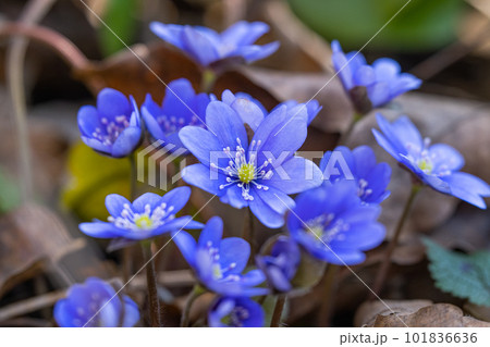 Hepatica Nobilis - first Spring flower growing in the forest Hepatica Nobilis - first Spring flower growing in the forest 101836636