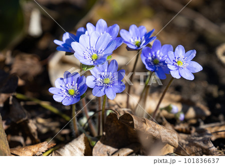 Hepatica Nobilis - first Spring flower growing in the forest Hepatica Nobilis - first Spring flower growing in the forest 101836637