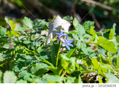 spring primroses in the forest in spring spring primroses in the forest in spring 101836639