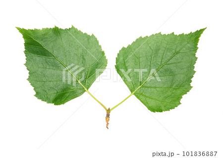 Young bright green Birch leaves branch closeup isolated 101836887