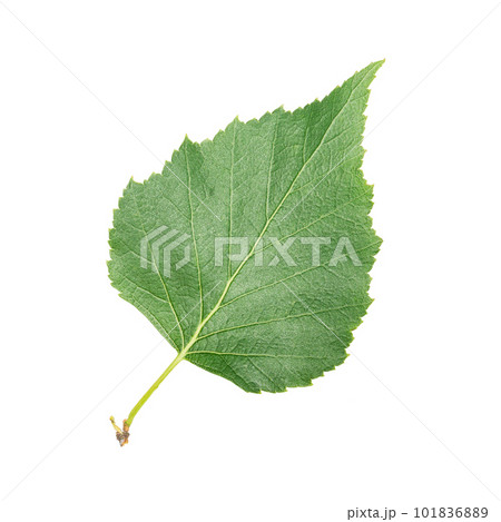 Young bright green Birch leaves branch closeup isolated 101836889