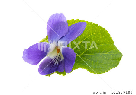 forest violet isolated 101837189