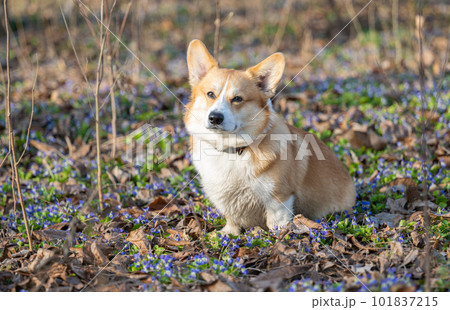 welsh corgi pembroke among spring flowers 101837215