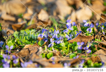 spring first flowers in the forest 101837216