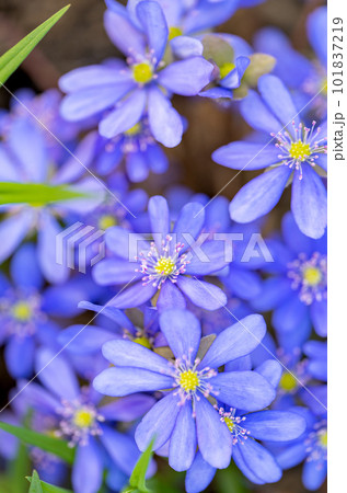 Hepatica Nobilis - first Spring flower 101837219