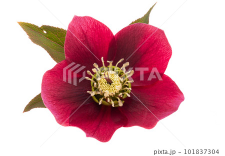 red hellebore flower isolated 101837304