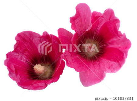 mallow flower isolated 101837331