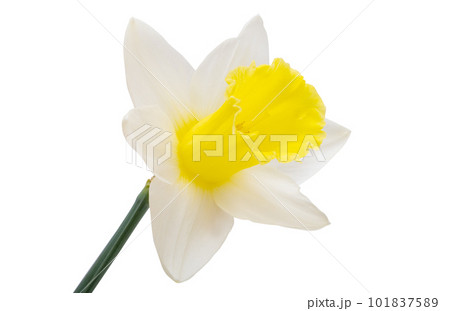 flowers narcissus isolated flowers narcissus isolated 101837589