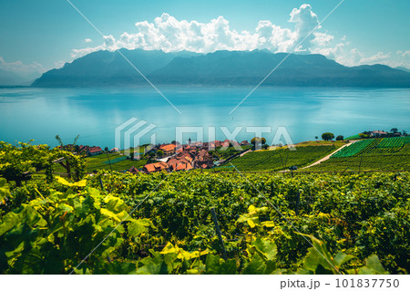 Vineyards and Rivaz village on the lake shore, Switzerland Vineyards and Rivaz village on the lake shore, Switzerland 101837750