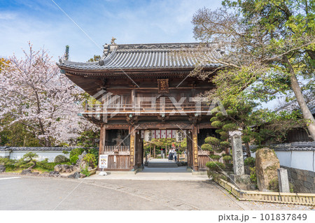 【第1番札所】桜咲く霊山寺 仁王門【四国八十八箇所】 【第1番札所】桜咲く霊山寺 仁王門【四国八十八箇所】 101837849