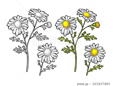 Chamomile flower with leaf. Color engraving vintage illustration on white background 101837865