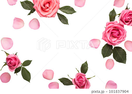 Frame of pink roses cut out. Beautiful flower arrangement for your design. Mothers day, Valentines Day, Birthday Greeting card 101837904