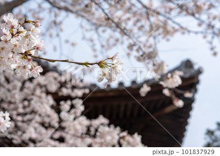 【第1番札所】霊山寺の桜【四国八十八箇所】 【第1番札所】霊山寺の桜【四国八十八箇所】 101837929
