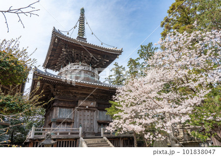 【第1番札所】桜咲く霊山寺　多宝塔【四国八十八箇所】 101838047