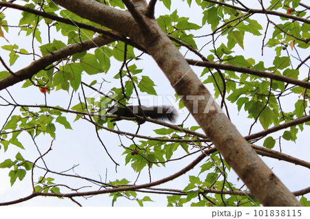 動物 動物学 自然 101838115