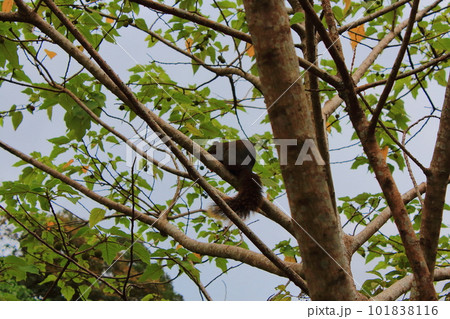 動物 動物学 自然 101838116