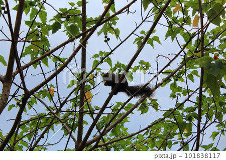 動物 動物学 自然 101838117