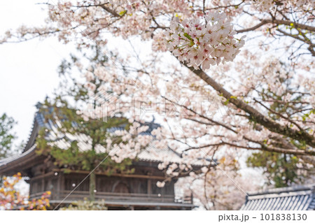 【第1番札所】霊山寺の桜【四国八十八箇所】 101838130
