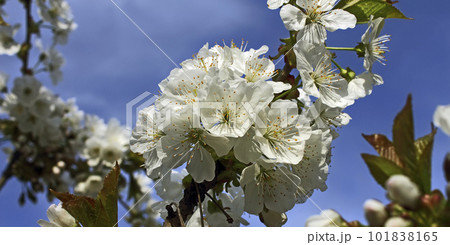Flowering close up. Flowering close up. 101838165