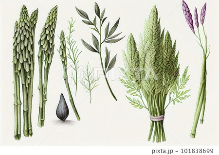 Asparagus, or Garden Asparagus, Sparrow Grass, Asparagus Officinalis Abstract Generative AI Illustration Asparagus, or Garden Asparagus, Sparrow Grass, Asparagus Officinalis Abstract Generative AI Illustration 101838699