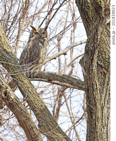 Great-horned Owl perched on a tree branch in the forest, Quebec, Canada 101839023