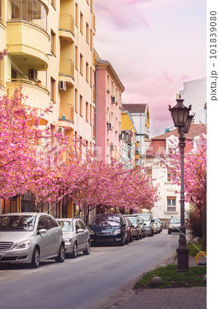 18.03.2023 Novi Sad, Serbia. Beautiful street with blooming sakura. Vertical orientation. Spring season 18.03.2023 Novi Sad, Serbia. Beautiful street with blooming sakura. Vertical orientation. Spring season 101839080