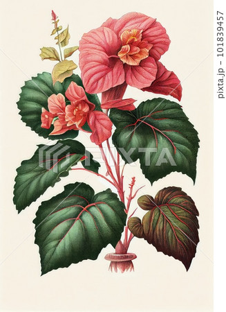 Begonia Flower Botanical Illustration, Pot Flowers Realistic Painting, Abstract Generative AI Illustration 101839457