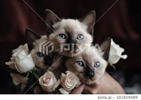 Hugging Many Kittens, a Bouquet of Kittens, Hands Hugs a Lot of Kittens, Abstract Generative AI Illustration 101839489