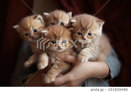 Hugging Many Kittens, a Bouquet of Kittens, Hands Hugs a Lot of Kittens, Abstract Generative AI Illustration Hugging Many Kittens, a Bouquet of Kittens, Hands Hugs a Lot of Kittens, Abstract Generative AI Illustration 101839490