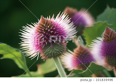 Burdock Flower Botanical Illustration, Arctium, Lappa Realistic Painting, Burdock Drawing Imitation, Abstract Generative AI Illustration 101839496