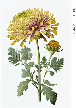 Chrysanthemum, Mums Flower Botanical Illustration, Dahlia, Chrysanths Painting, Generative AI Illustration 101839705