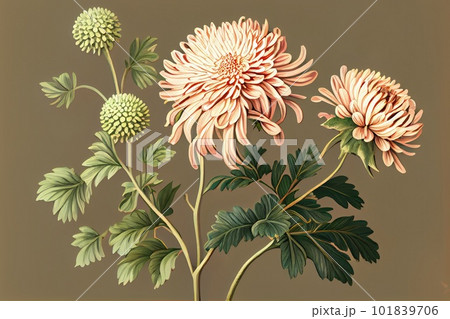 Chrysanthemum, Mums Flower Botanical Illustration, Dahlia, Chrysanths Painting, Generative AI Illustration Chrysanthemum, Mums Flower Botanical Illustration, Dahlia, Chrysanths Painting, Generative AI Illustration 101839706