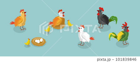 3D Isometric Flat Vector Set of Chickens 101839846